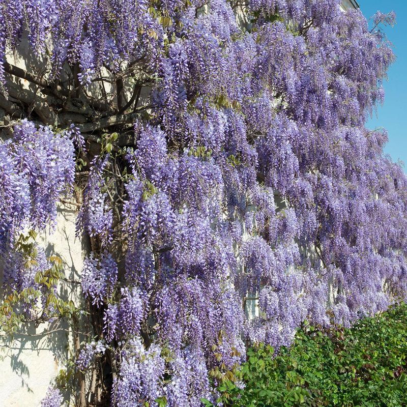 Wisteria sinensis. Blåregn - 1 plante i 9 cm potte 