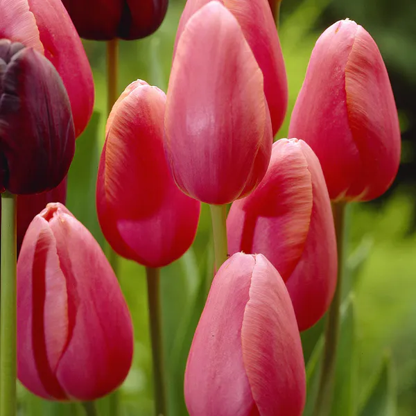 Hovedbilde Tulipan Menton - 8 løk