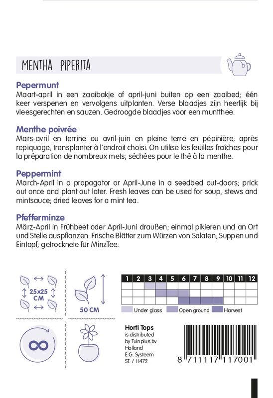 Mynte / Peppermynte -Frø-