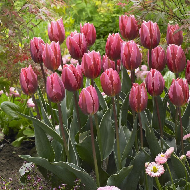 Hovedbilde Tulipan Pretty Princess - 6 løk