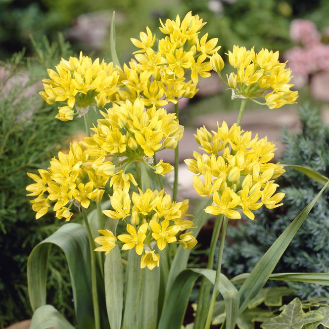 Hovedbilde Allium Moly - 20 løk