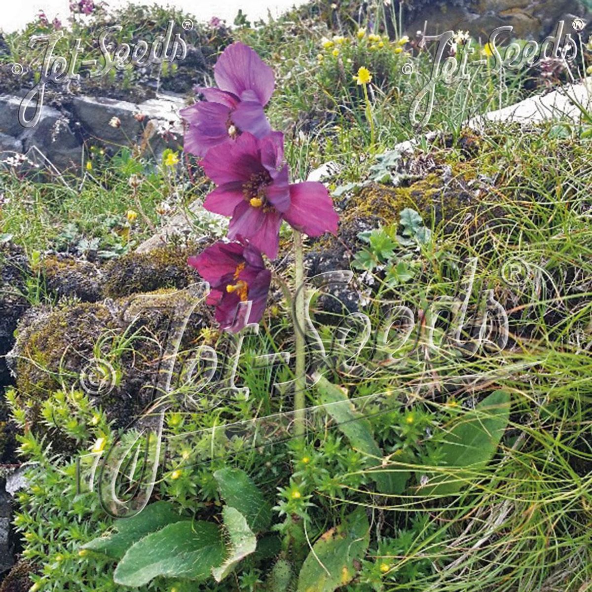 Meconopsis balangensis. Balang blåvalmue -Frø-