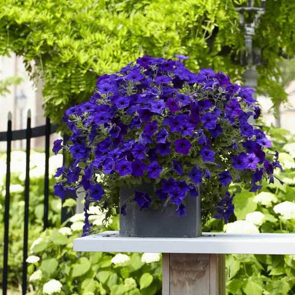 Hovedbilde Petunia Alpetunia Dark Blue i 10,5 cm potte.
