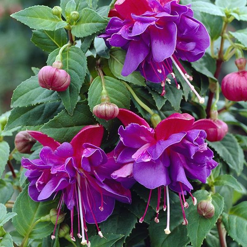Fuksia Dark Eyes. 1 plante i 9 cm potte.