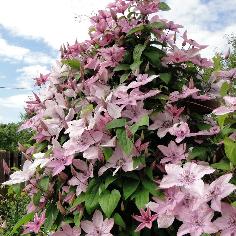 Clematis Hagley Hybrid. Klematis. 1 rot.