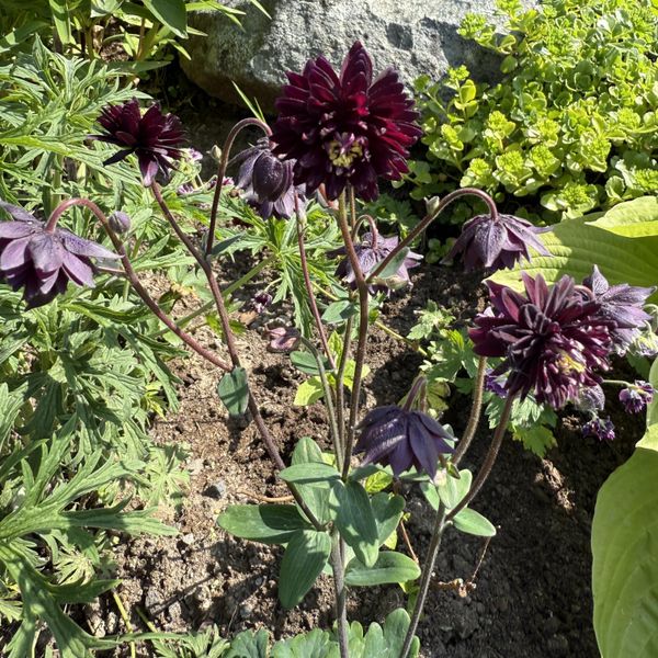 Hovedbilde Aquilegia Stellata plena Black Barlow. Akeleie - ...