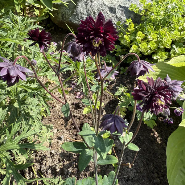 Hovedbilde Aquilegia Stellata plena Black Barlow. Akeleie - ...
