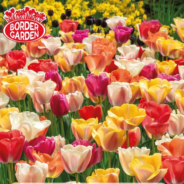 Hovedbilde Fields of Joy  Tulipan i blanding - 12 løk