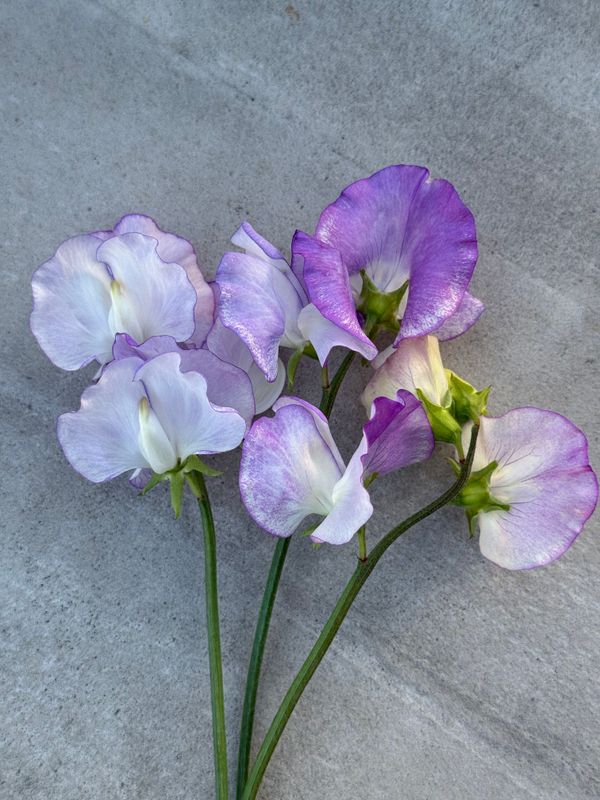 Lathyrus odoratus Spencer Pulsar. Blomsterert - Frø -