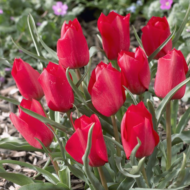 Hovedbilde Tulipan Red Hunter - 10 løk