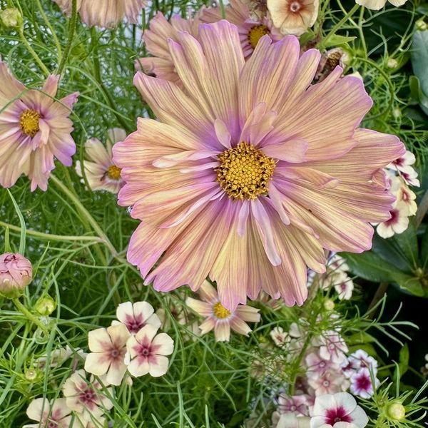 Hovedbilde Cosmos bipinnatus Apricotta. Pyntekorg - Frø -