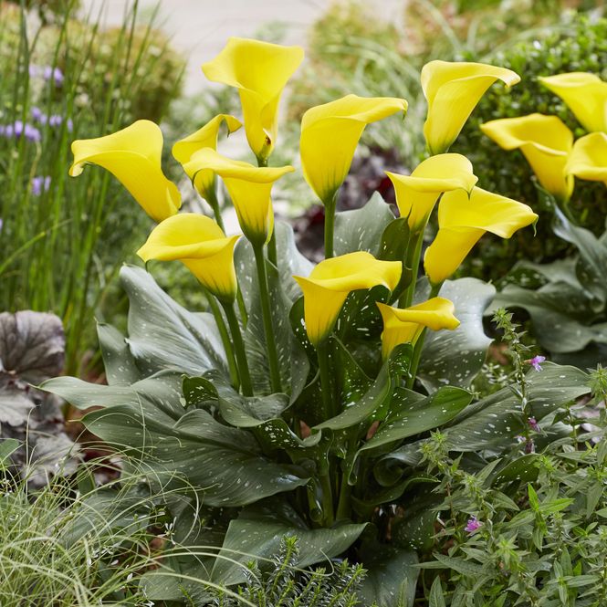 Hovedbilde Calla Sunshine - 3 knoller
