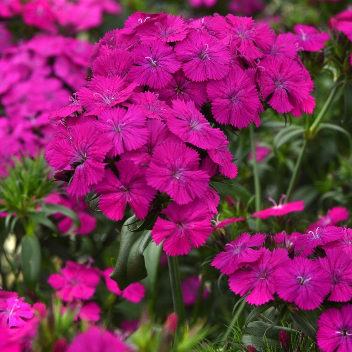 Dianthus Amazon Neon Purple -Frø- Sommernellik