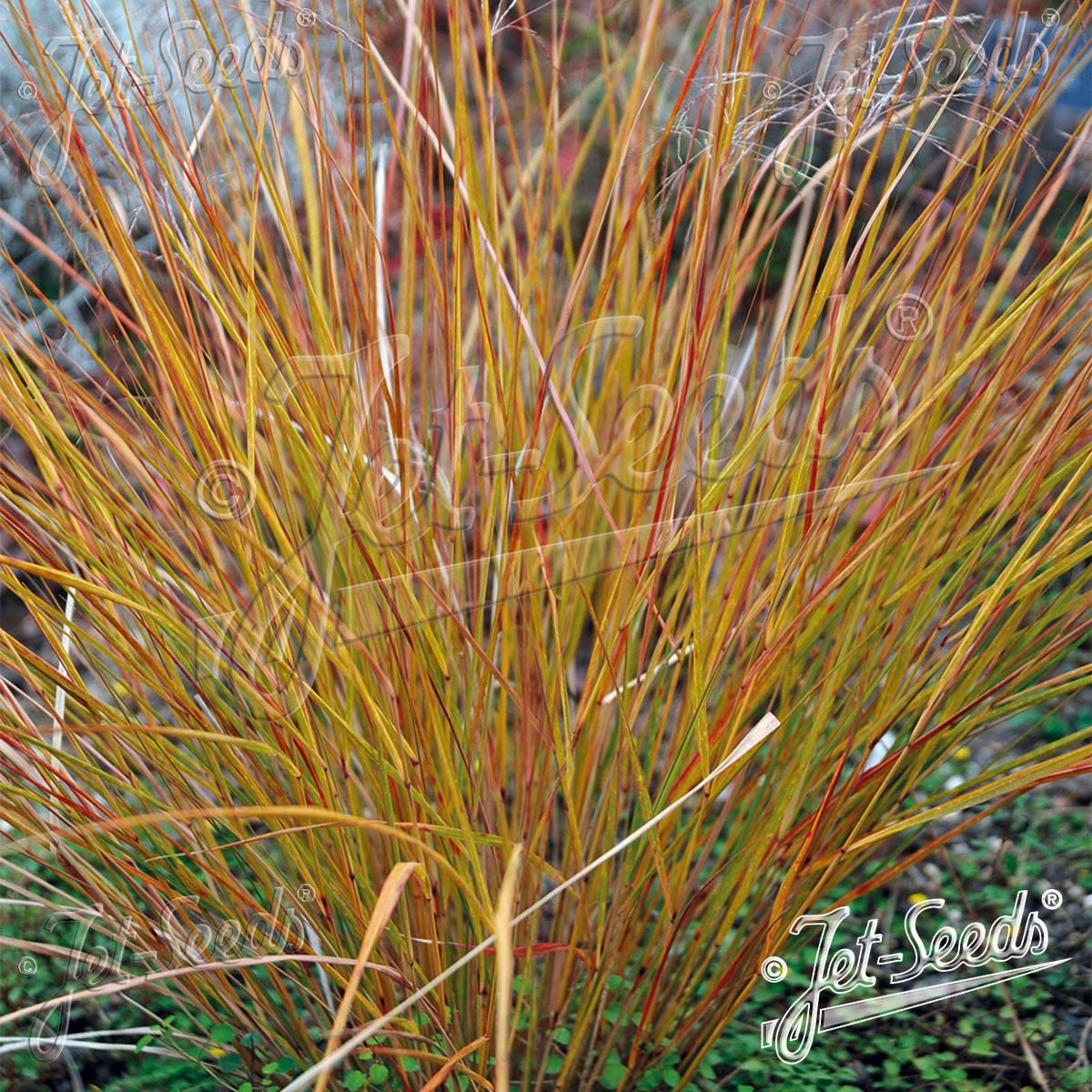 Anemanthele Lessoniana -Frø-