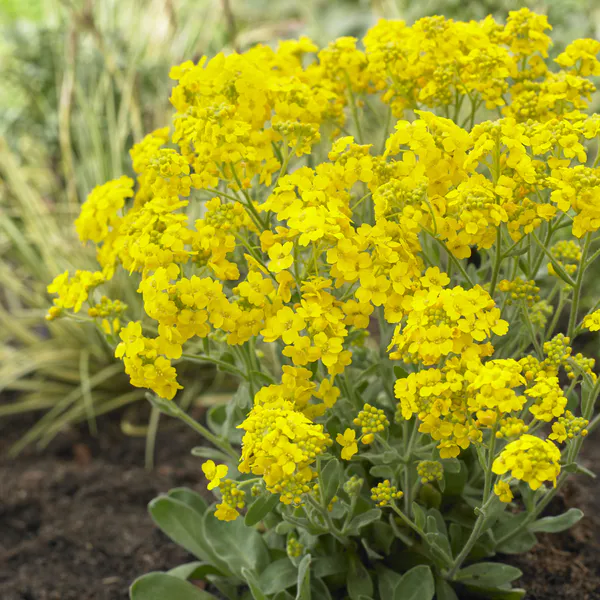 Hovedbilde Alyssum saxatile Gold Kobold. Dodre - Frø -