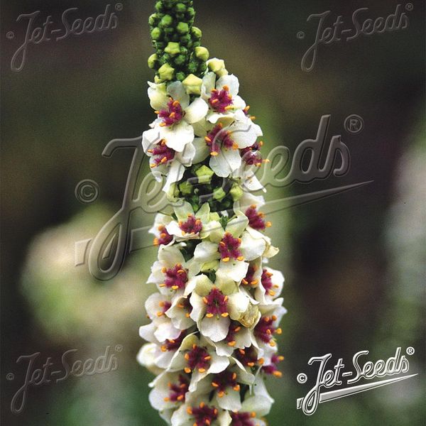 Hovedbilde Verbascum chaixii f. album Wedding Candles. ...