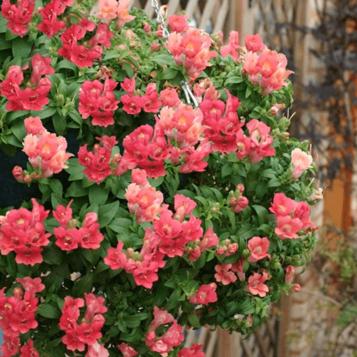 Antirrhinum pendula Magic Lanterns Peach. Løvemunn -Frø-