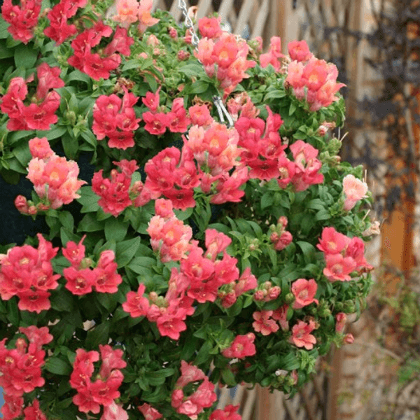 Hovedbilde Antirrhinum pendula Magic Lanterns Peach. ...