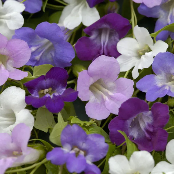 Hovedbilde Asarina  Formula Mix -Frø-