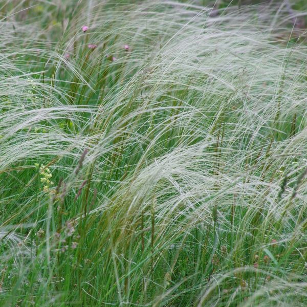 Hovedbilde Stipa tirsa Horsetail Feather Grass. Prydgress ...