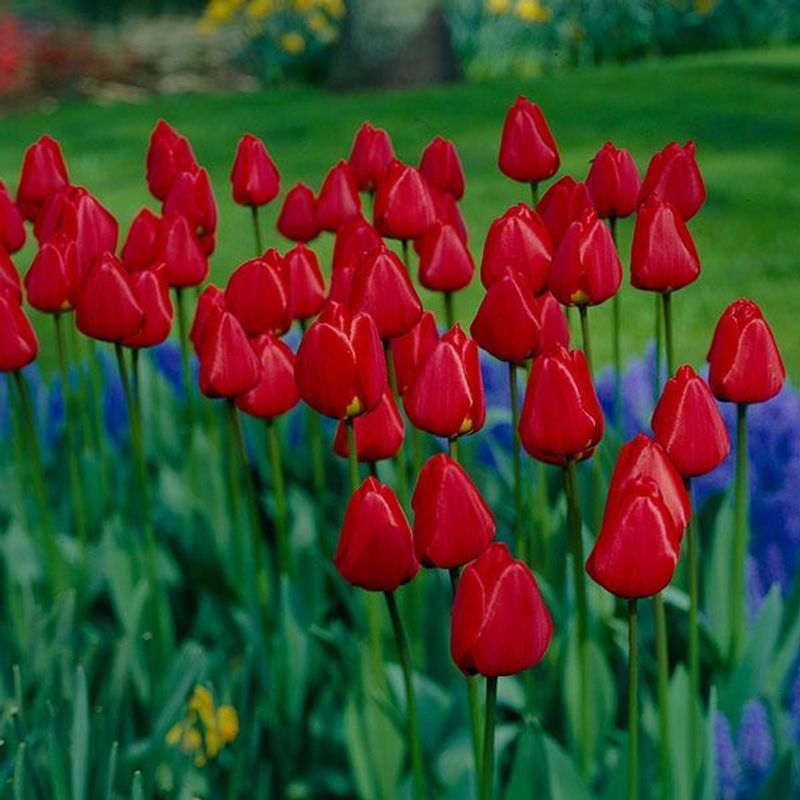 Tulipan Apeldoorn - 100 løk