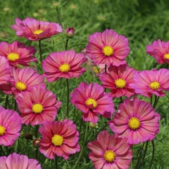 Hovedbilde Cosmos bipinnatus Xsenia. Pyntekorg - Frø -