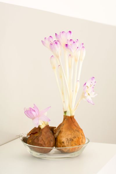 Hovedbilde Colchicum speciosus The Giant. Tidløk - 1 løk