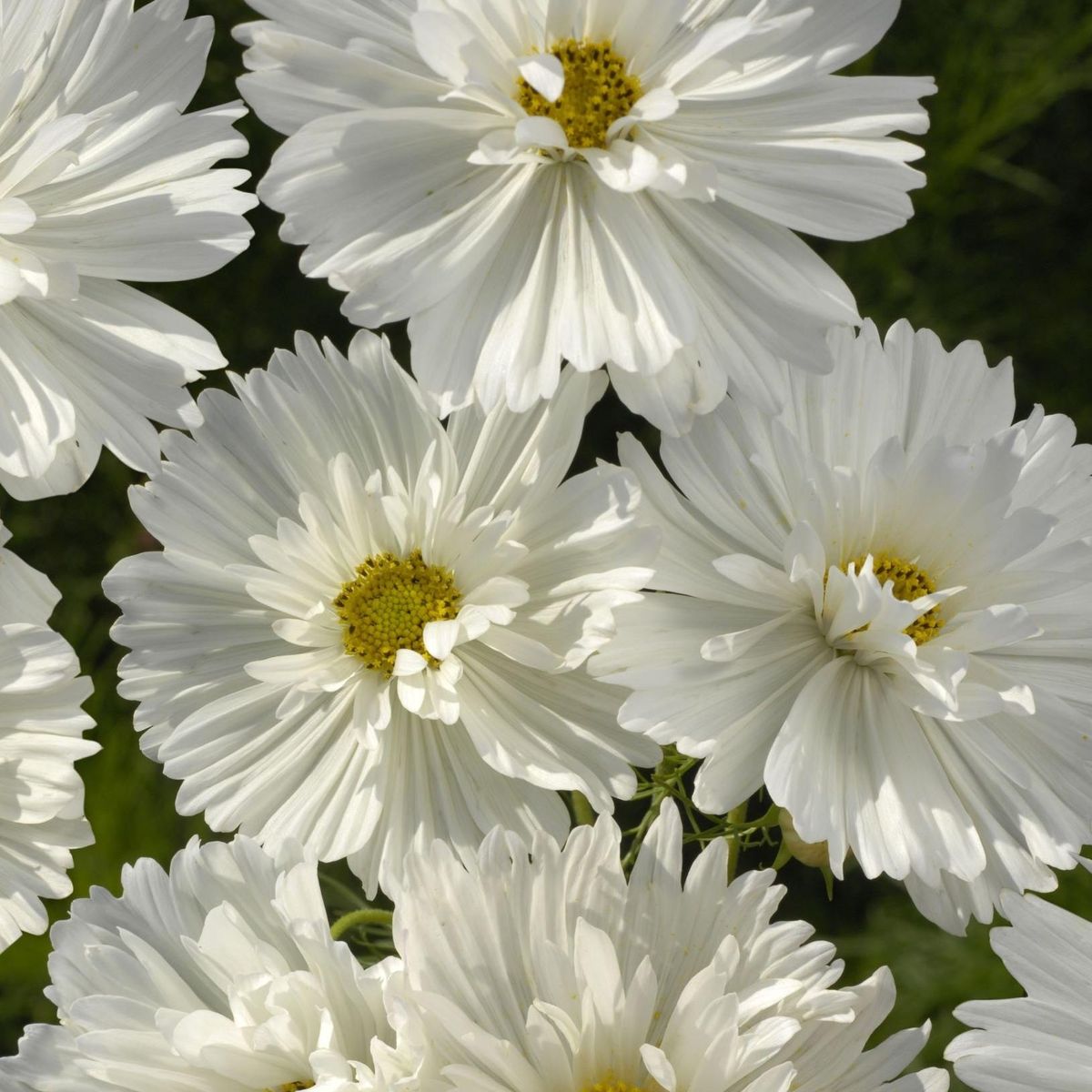 Cosmos bipinnatus Fizzy White. Pyntekorg -Frø-