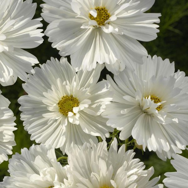 Hovedbilde Cosmos bipinnatus Fizzy White. Pyntekorg -Frø-