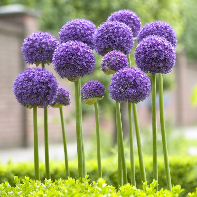 Hovedbilde Allium Gladiator. 1 løk.