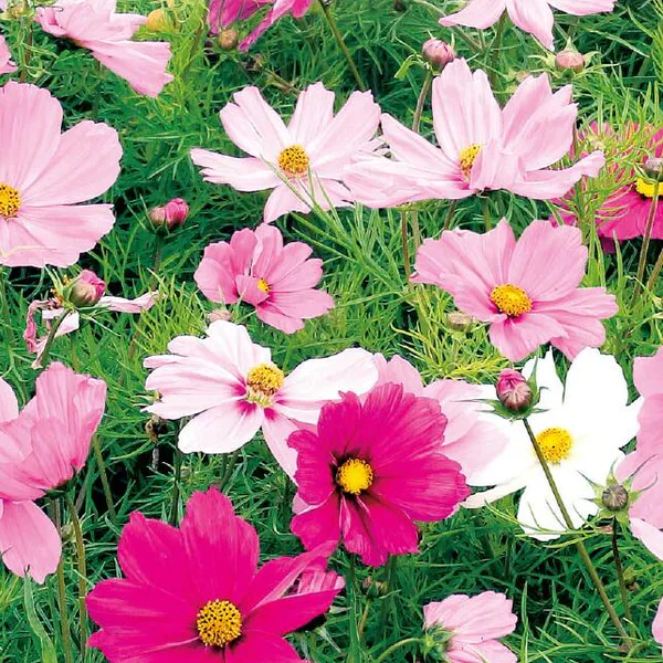 Hovedbilde Cosmos Sensation Mix -Frø- Pyntekorg