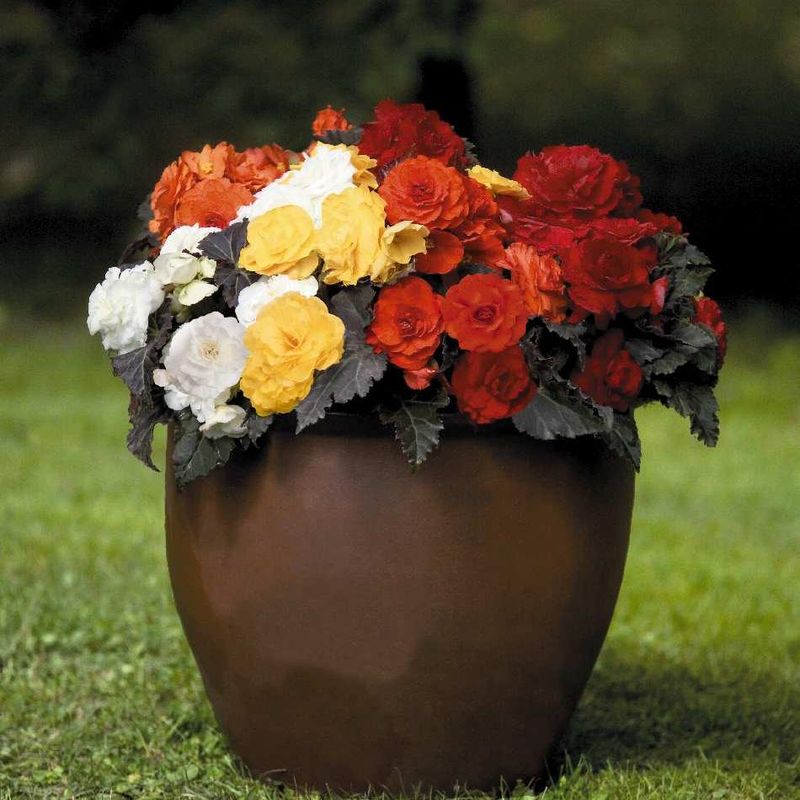 Begonia tuberhybrida Non Stop Mocca Mix -Frø-
