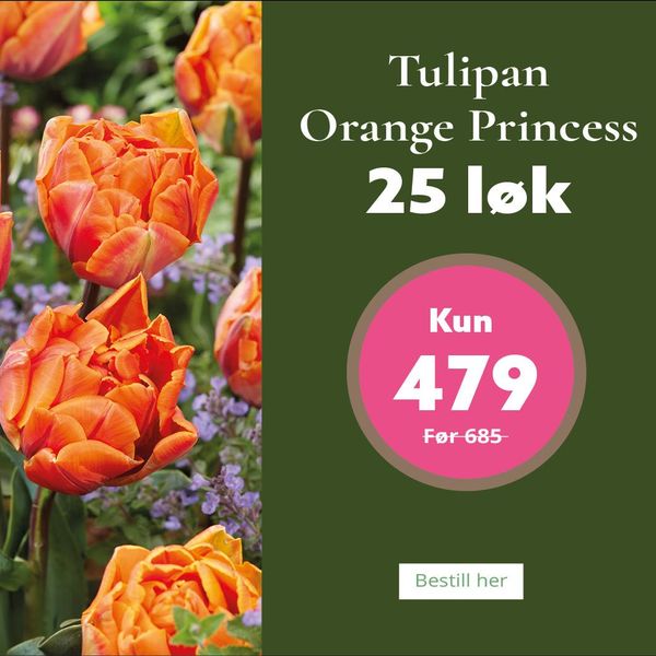 Hovedbilde Tulipan Orange Princess - 25 løk
