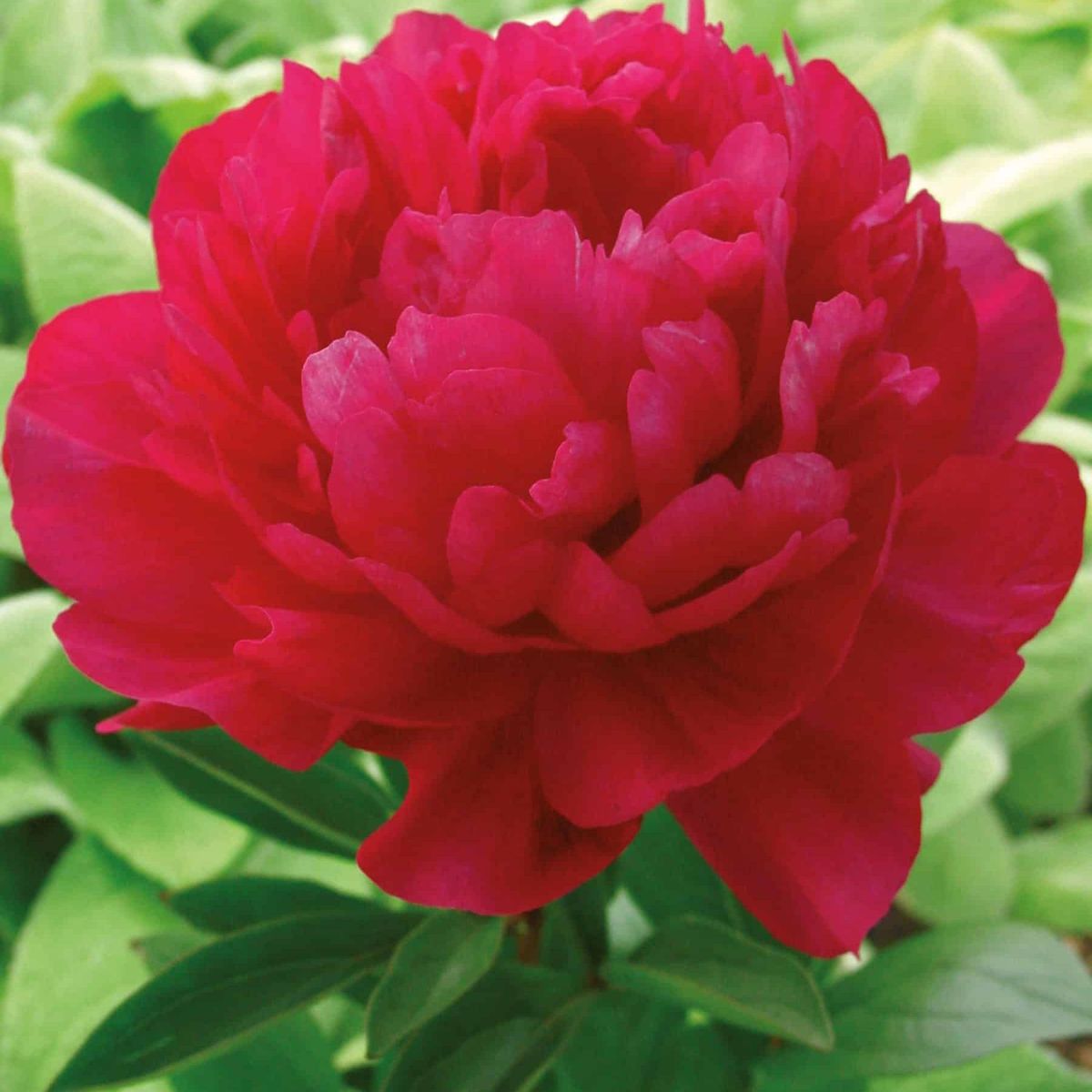 Paeonia lactiflora double Kansas. Silkepeon  1 rot
