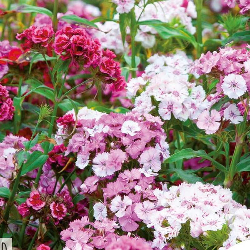 Dianthus barbatus Pinocchio -Frø- Børstenellik
