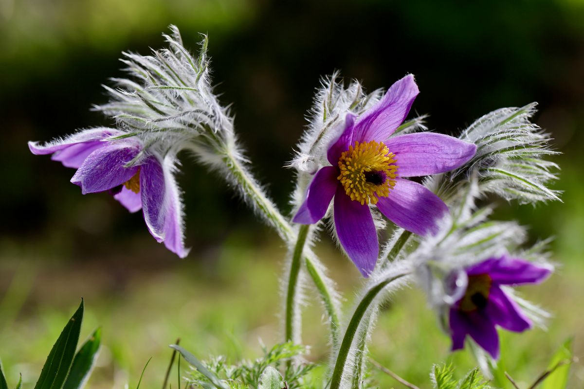 Pulsatilla vulgaris Violet Bells. Kubjelle-Frø-