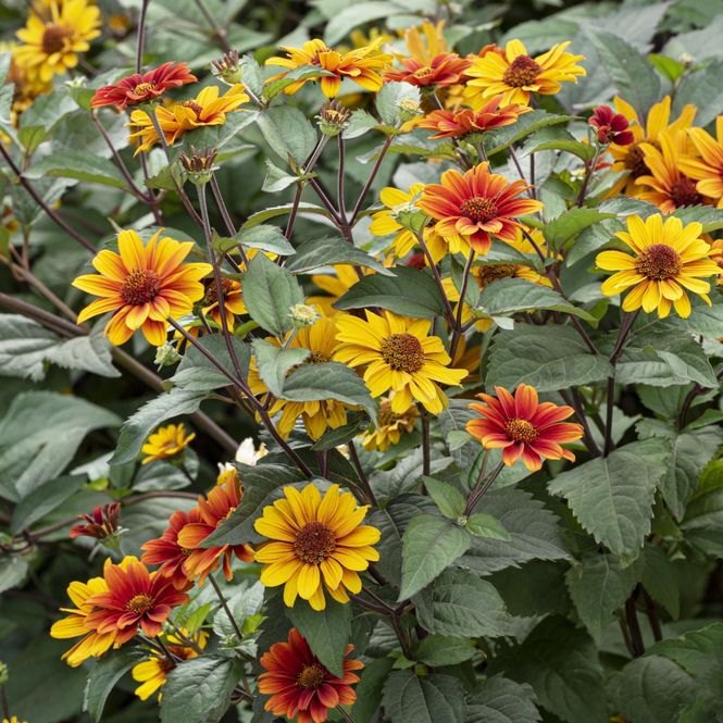 Hovedbilde Heliopsis Firetwister -Soløye - 1 rot