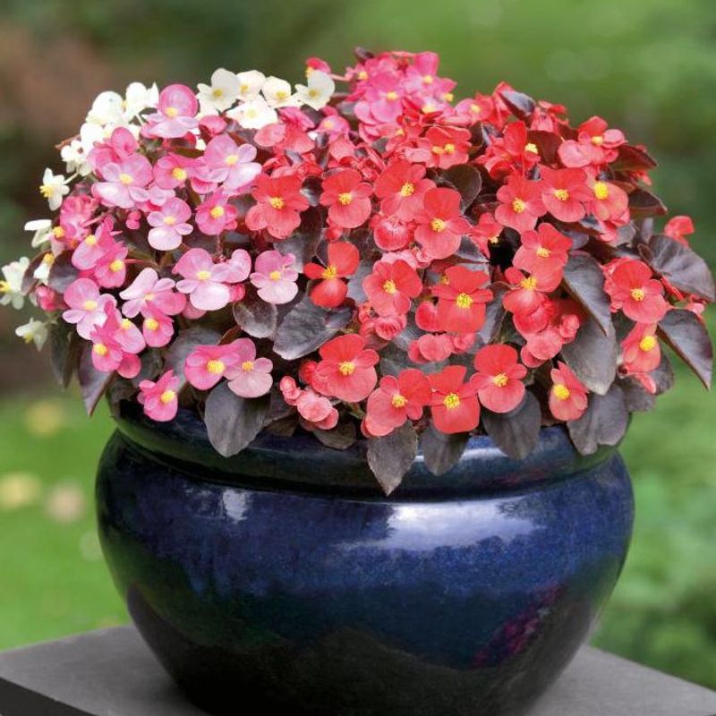 Begonia semperflorens Nightlife Mix -Frø-