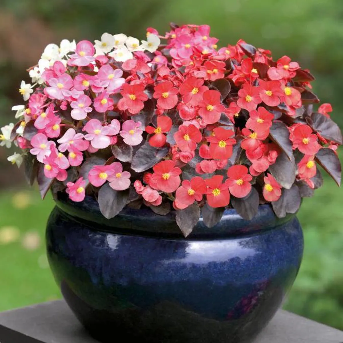 Begonia semperflorens Nightlife Mix -Frø-