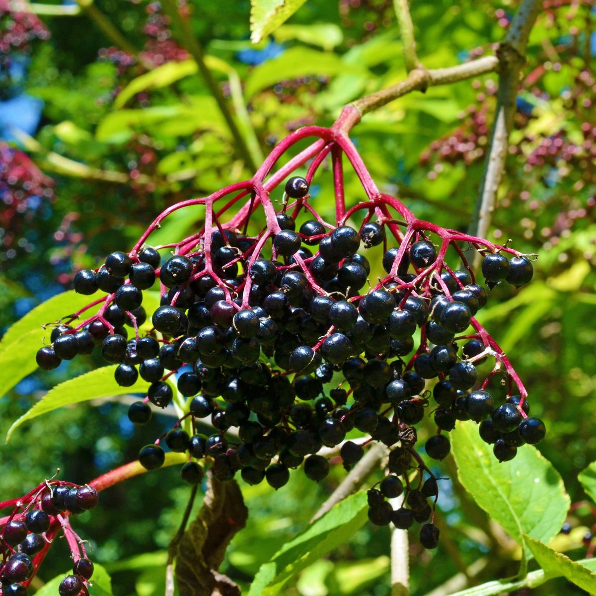 Sambucus nigra Korsor. Svarthyll  1 plante i 2 l potte
