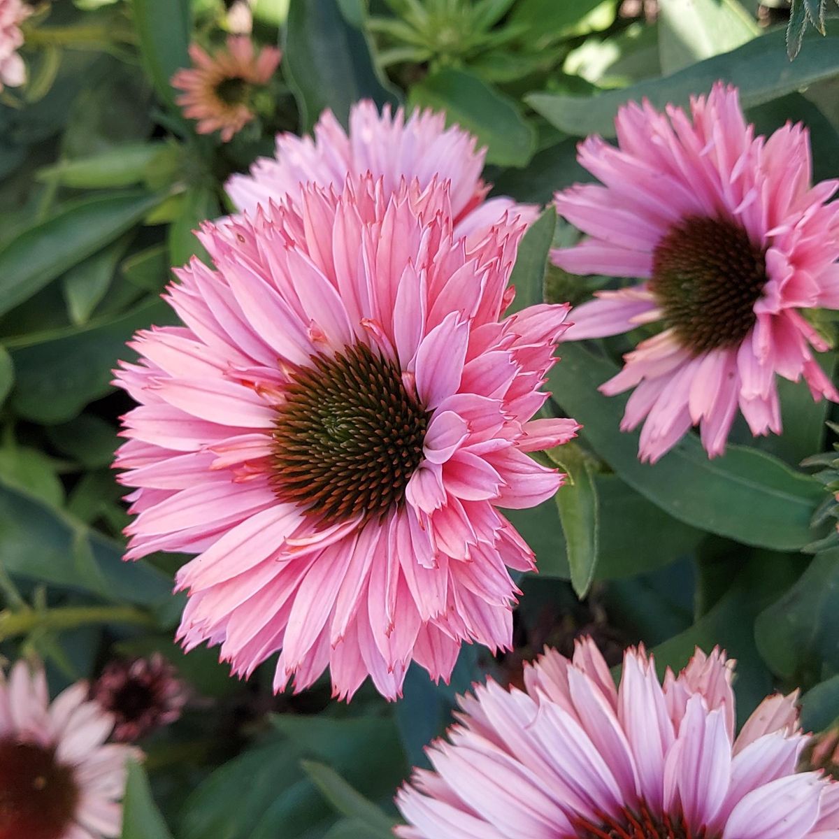 Echinacea purpurea Sunseekers Salmon. Solhatt  1 rot