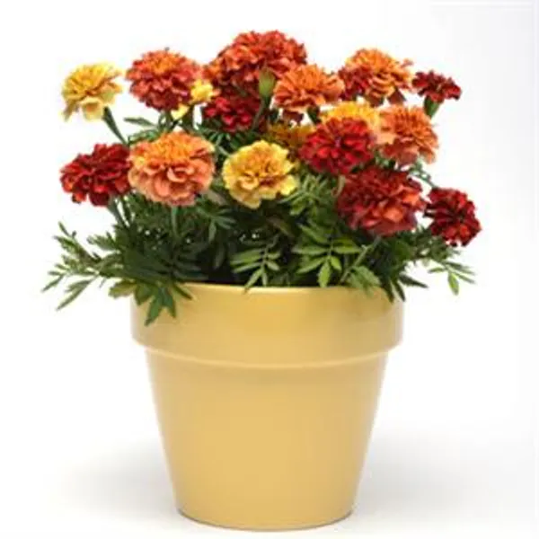 Hovedbilde Tagetes patula Strawberry Blonde. Fløyelsblomst ...