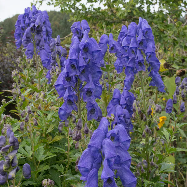 Hovedbilde Aconitum carmichaelii Arendesii. Hjelm. 1 rot
