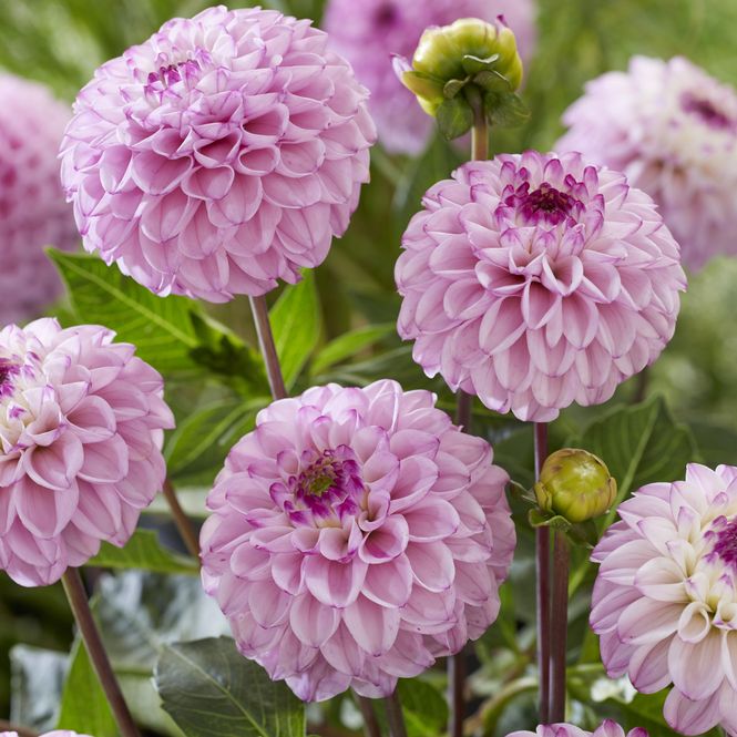 Hovedbilde Dahlia Genova - 1 knoll
