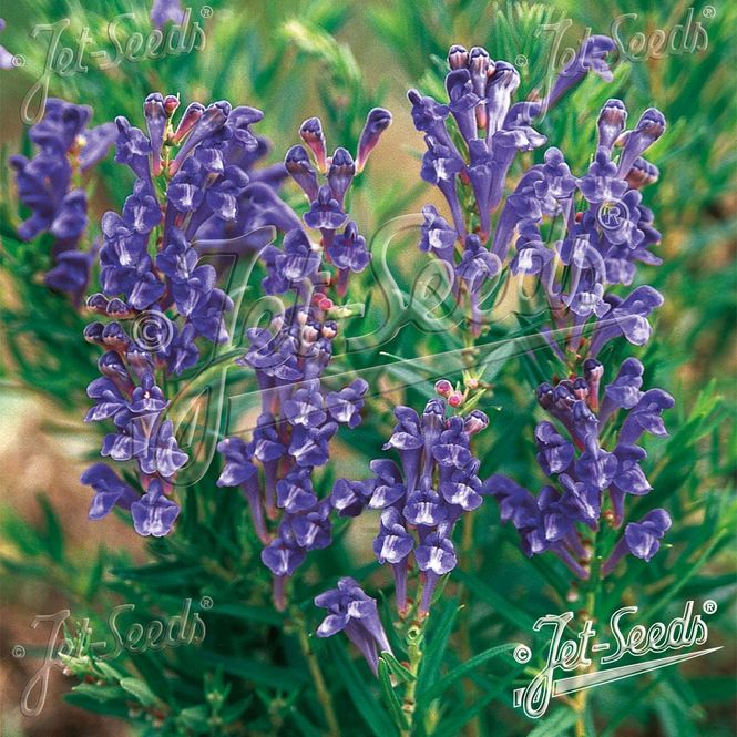 Hovedbilde Scutellaria baicalensis Oriental Blue. ...