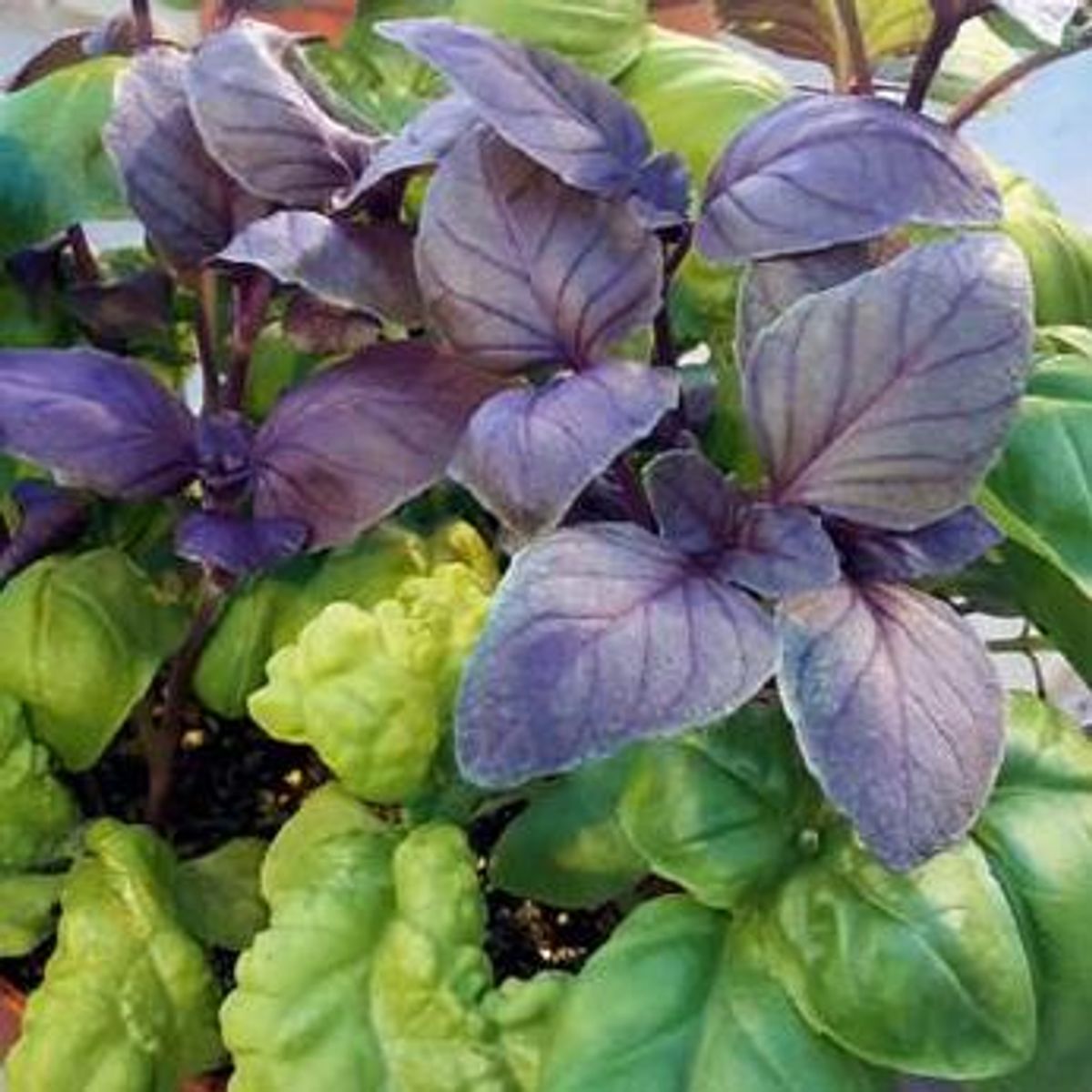 Basilikum mix -Frø-