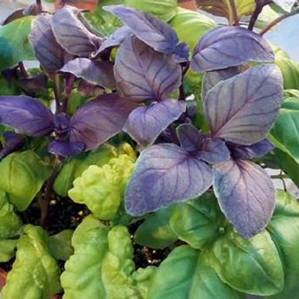 Hovedbilde Basilikum mix -Frø-