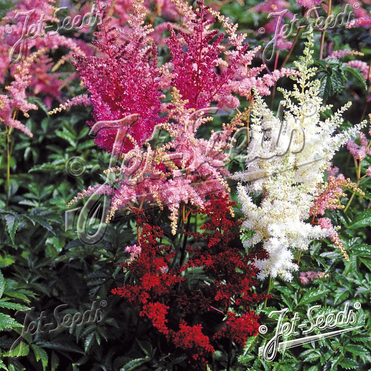 Astilbe arendsii-hybrid False Bucks Beard - Frø -