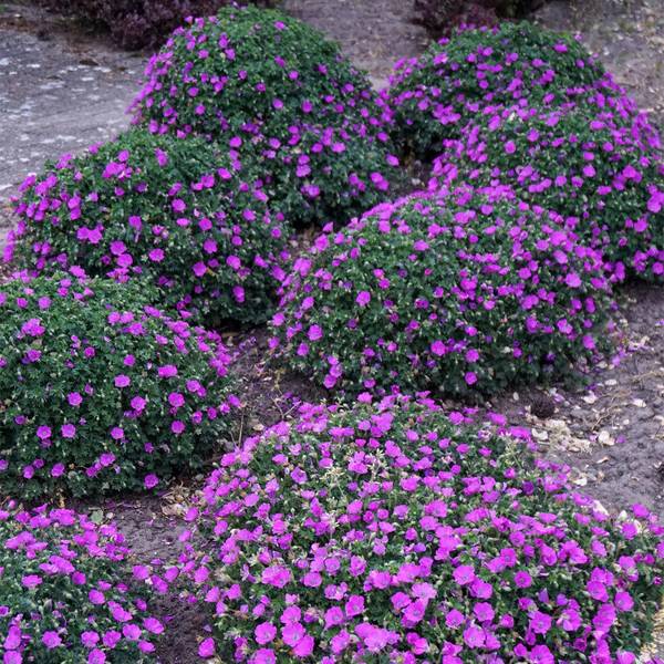 Bilde av GERANIUM sanguineum Max Frei Blodstorkenebb - 1