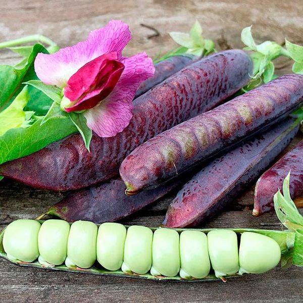 Hovedbilde Ert-Sukkerert Blauwschokker -Frø-